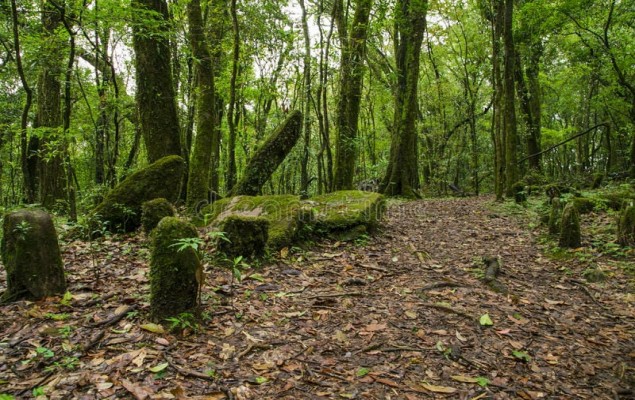 उत्तराखंड में अतीस, वन ककड़ी समेत कई वनस्पतियां संकट में